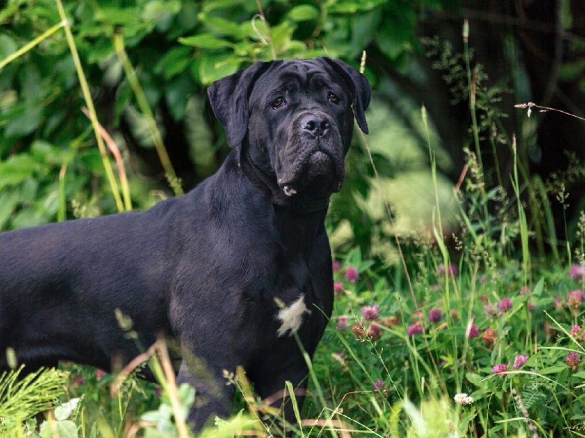 when does a cane corso go into heat