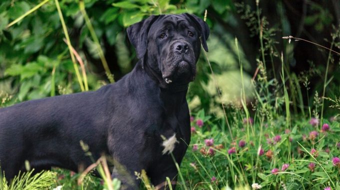 Cane corso the ultimate guide