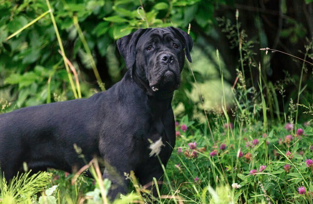 does cane corso need coats in cold weather