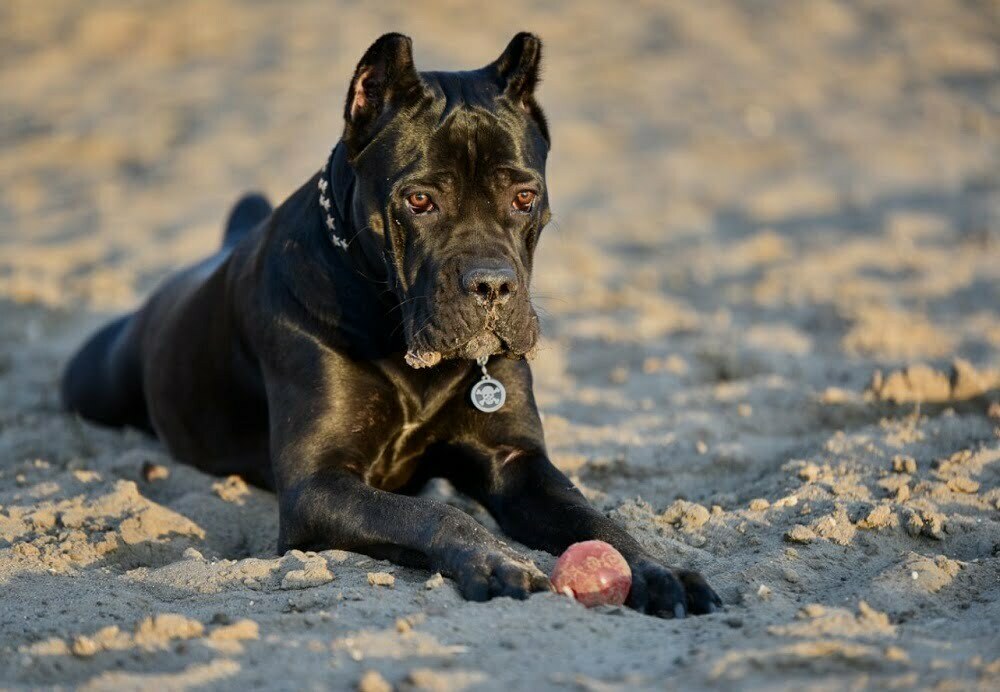 Cane corso