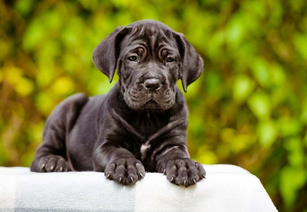 Cane corso