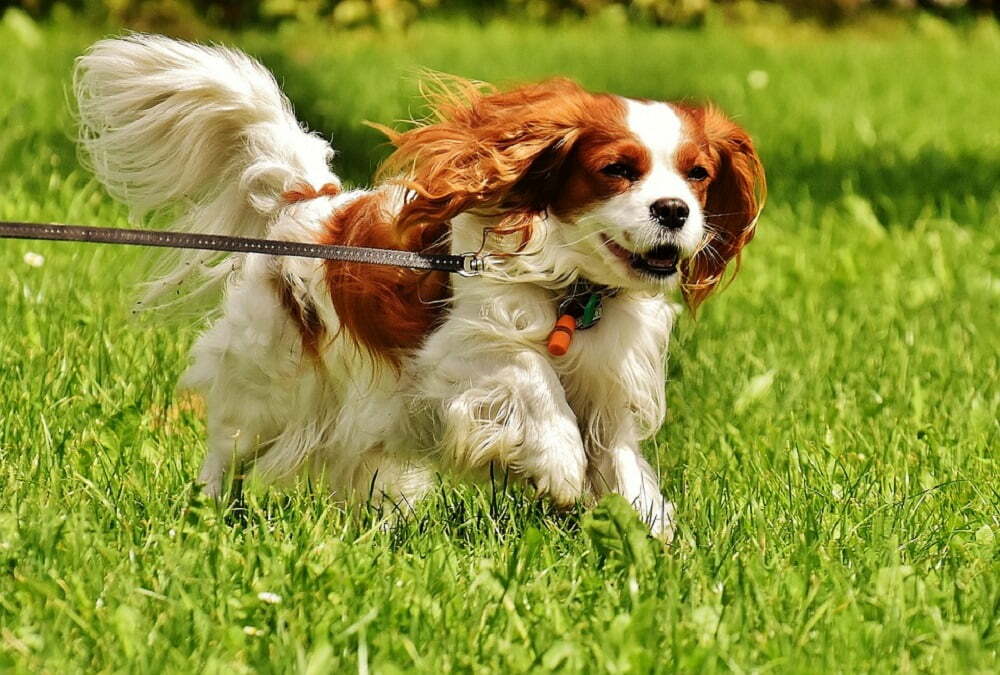 Cavalier king charles spaniel