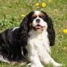 Cavalier king charles spaniel the ultimate guide2