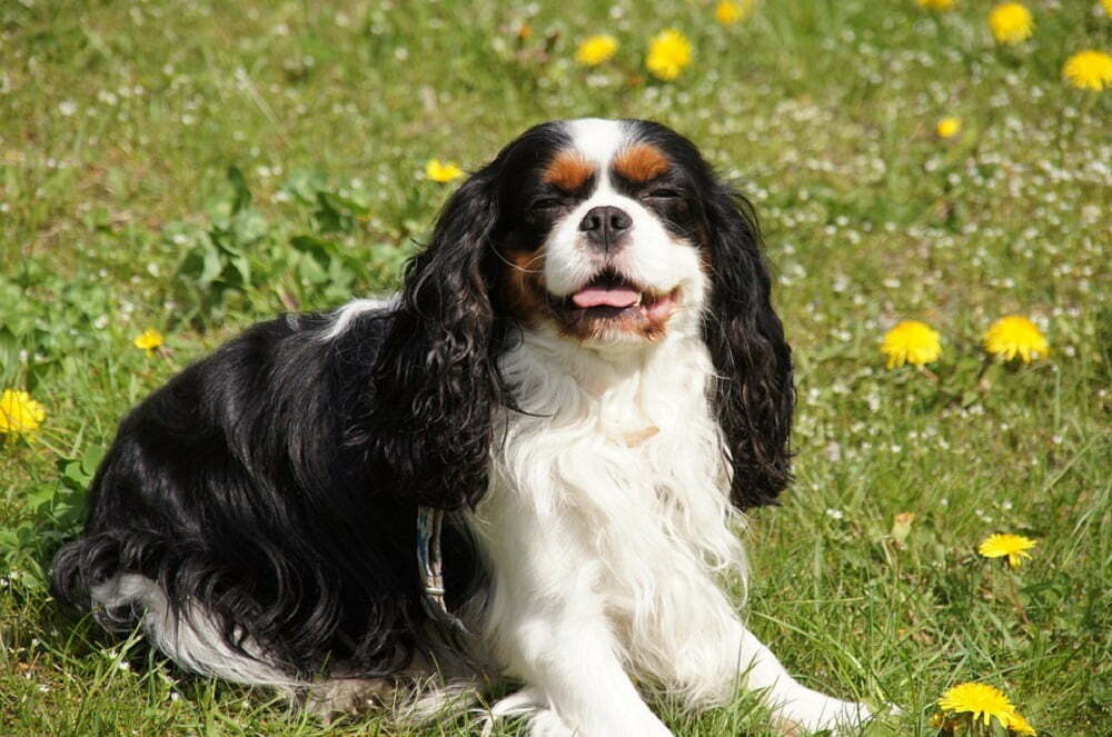 Cavalier king charles spaniel