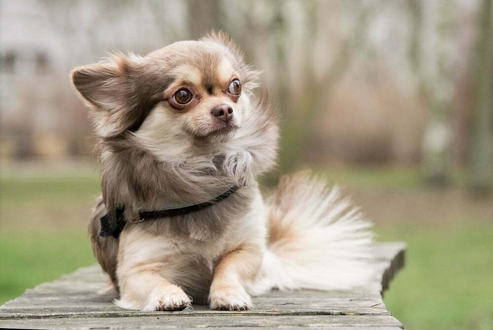 Chihuahua