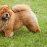 Chowchow the ultimate guide