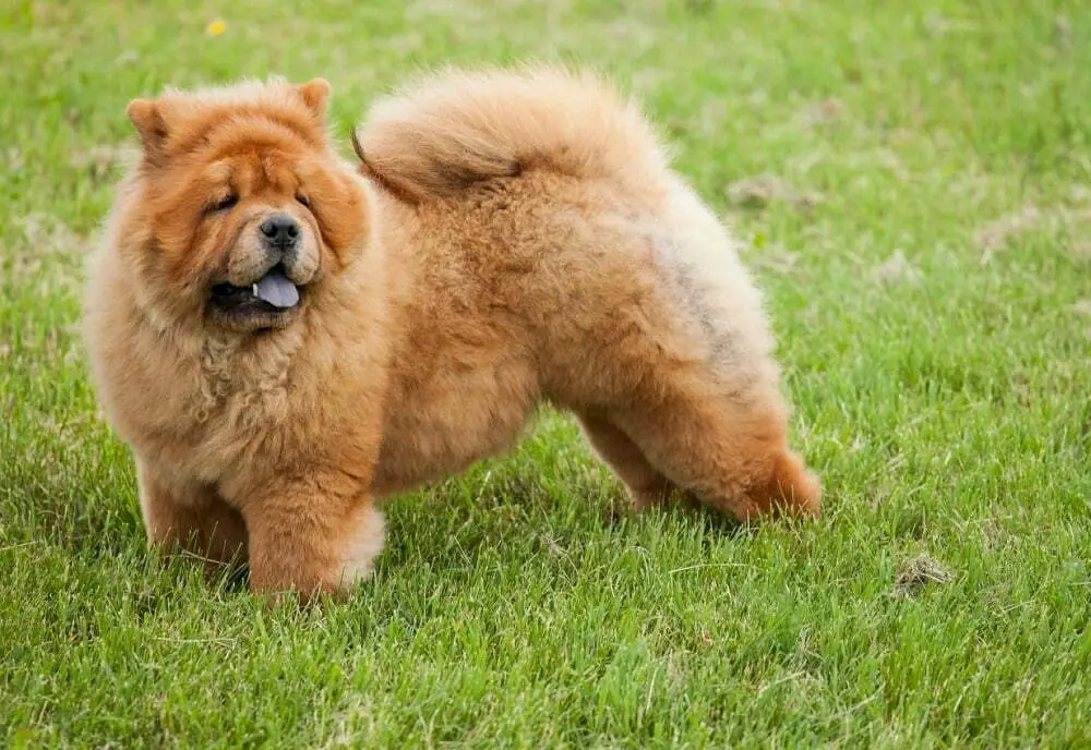 Chowchow the ultimate guide
