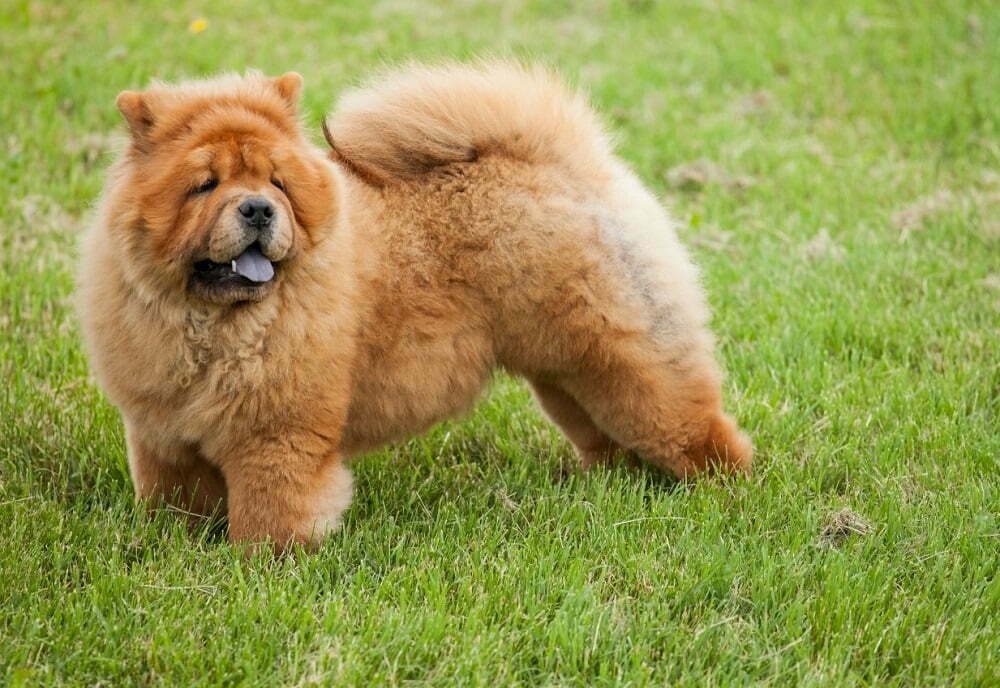 are chow chow puppies born with solid blue black tongues