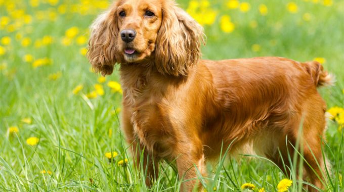 Cocker spaniel: ultimate guide