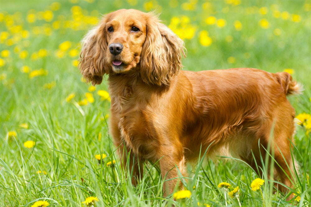 Cocker spaniel: ultimate guide