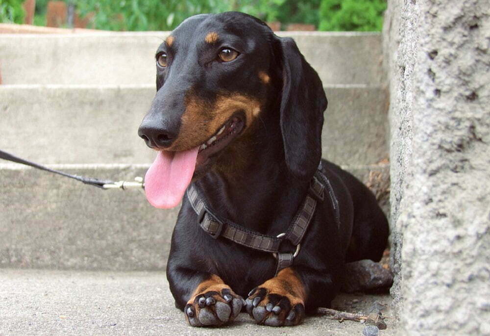 Dachshund the ultimate guide