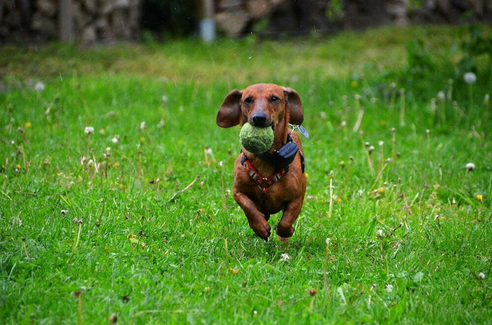 Dachshund The Ultimate Guide2