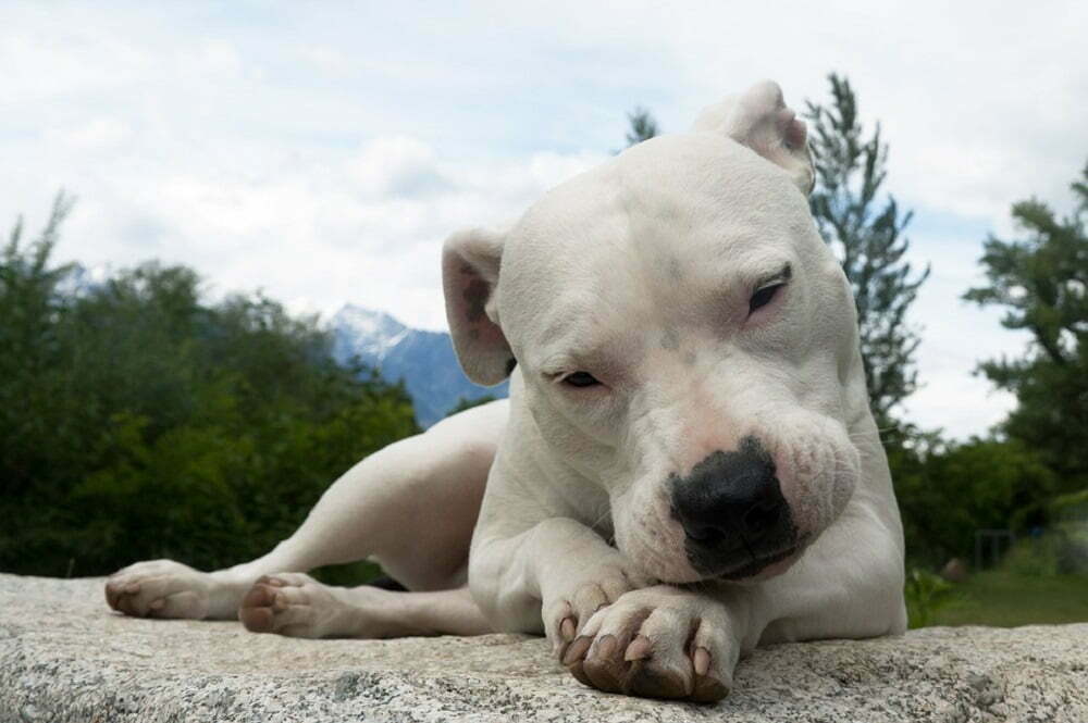 Dogo argentino