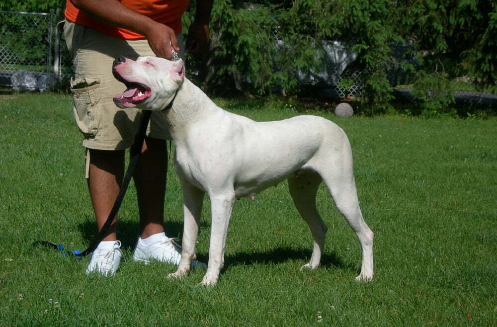 Dogo argentino