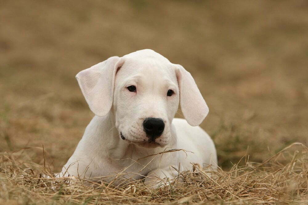 Dogo argentino