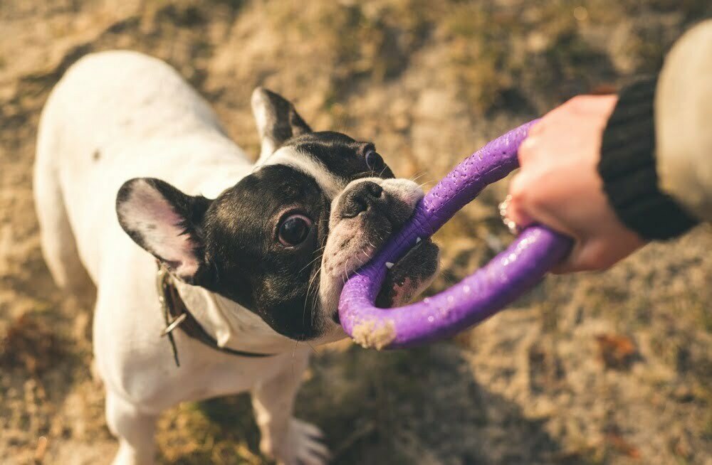 French bulldog