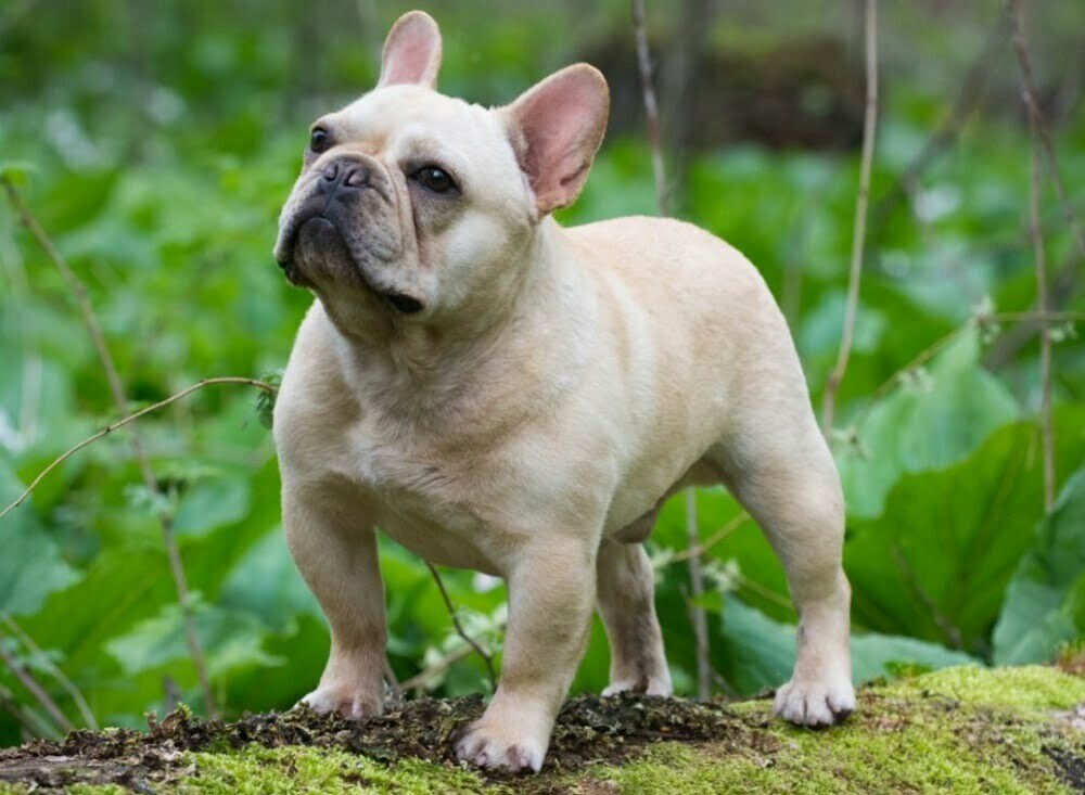 French bulldog