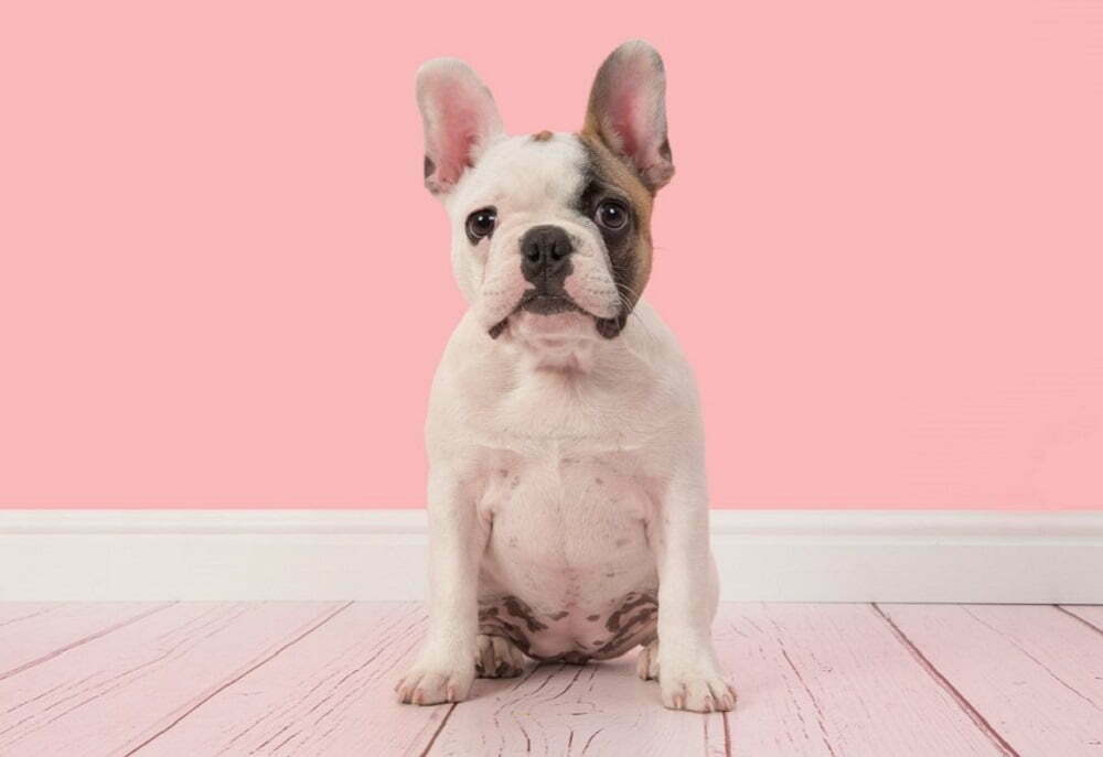 French bulldog