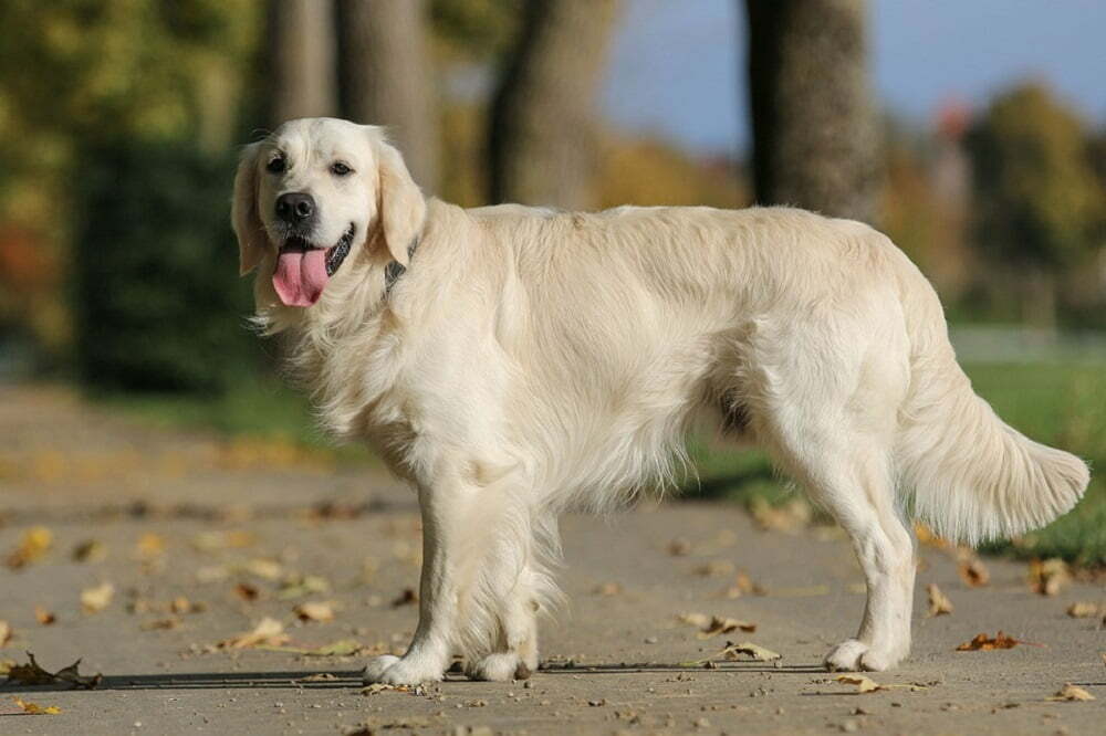 Golden Retriever