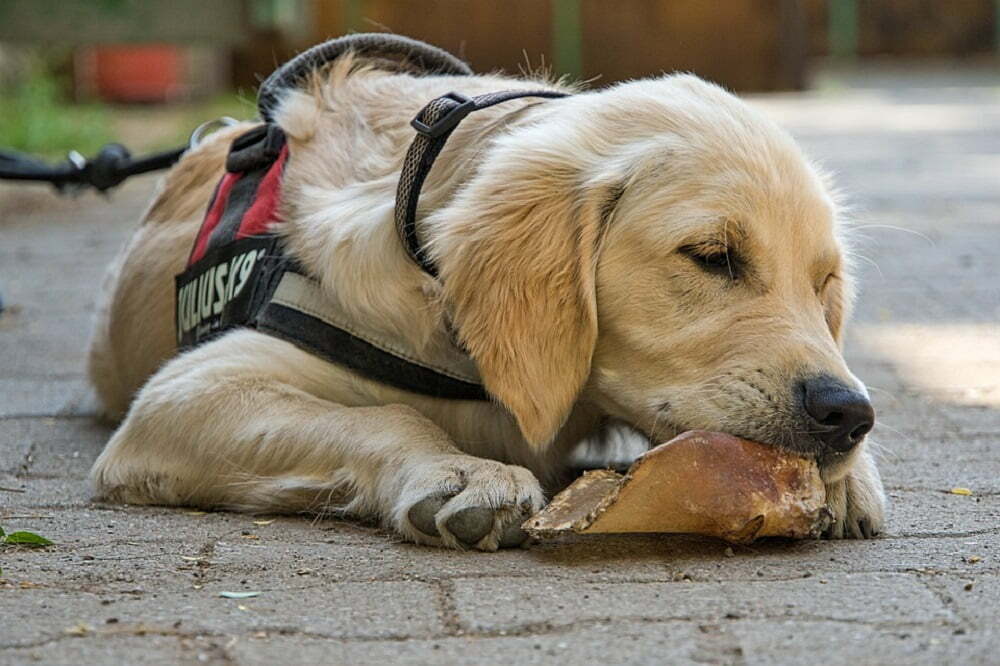 Golden retriever