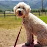 Goldendoodle the ultimate guide1