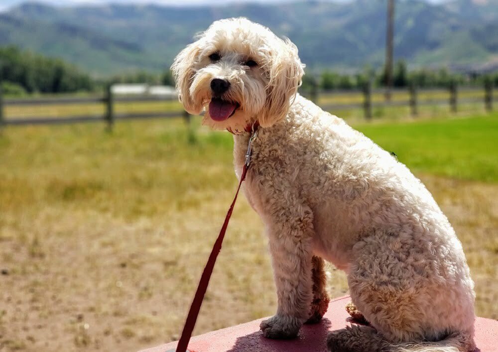 Goldendoodle