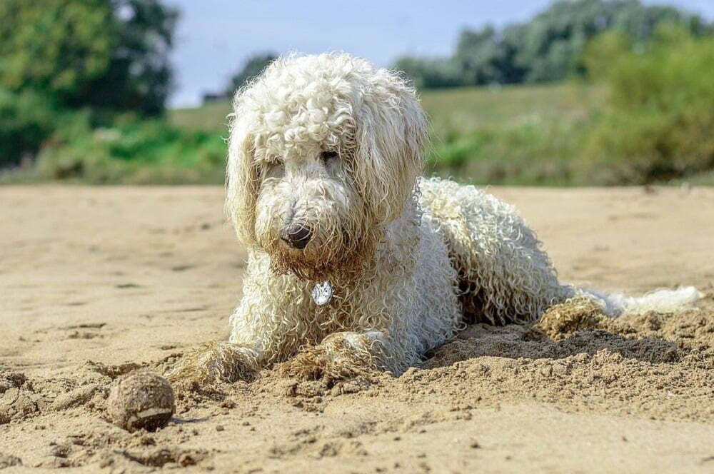 Goldendoodle