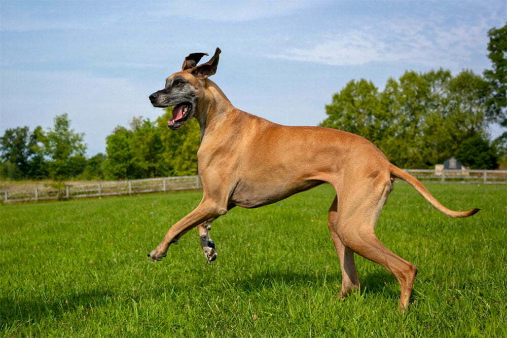 Great dane