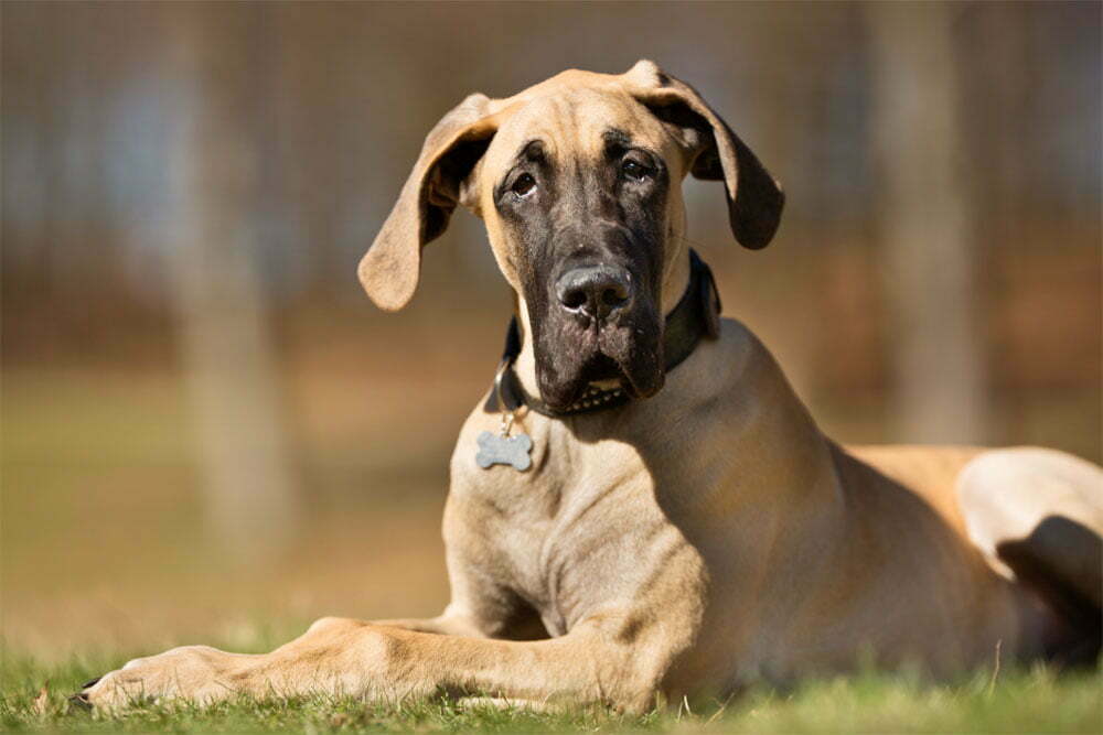 Great dane