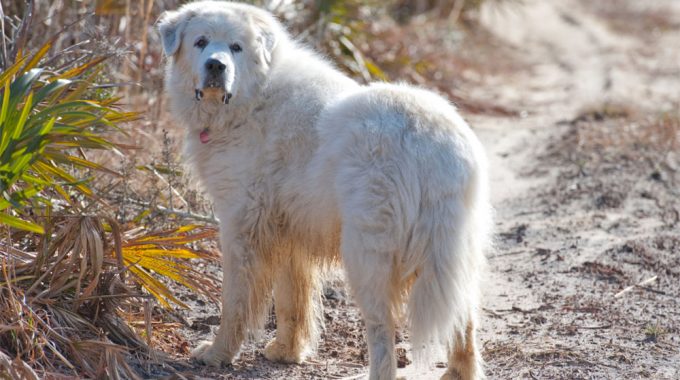 Great pyrenees