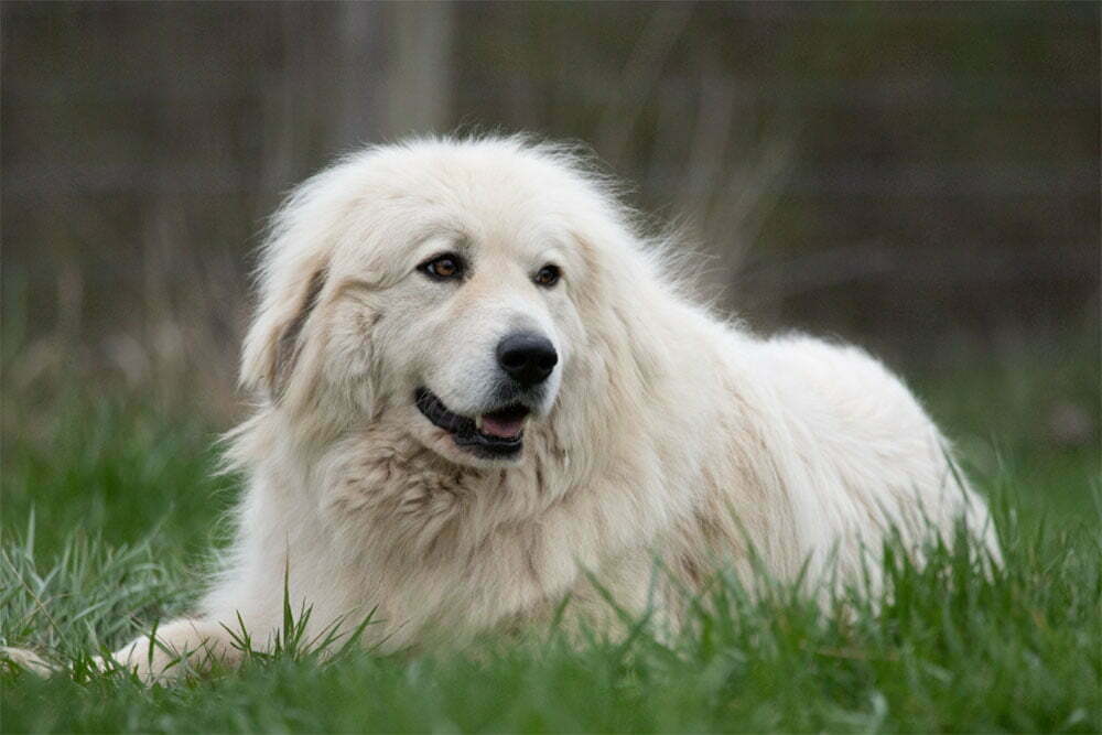 Great pyrenees