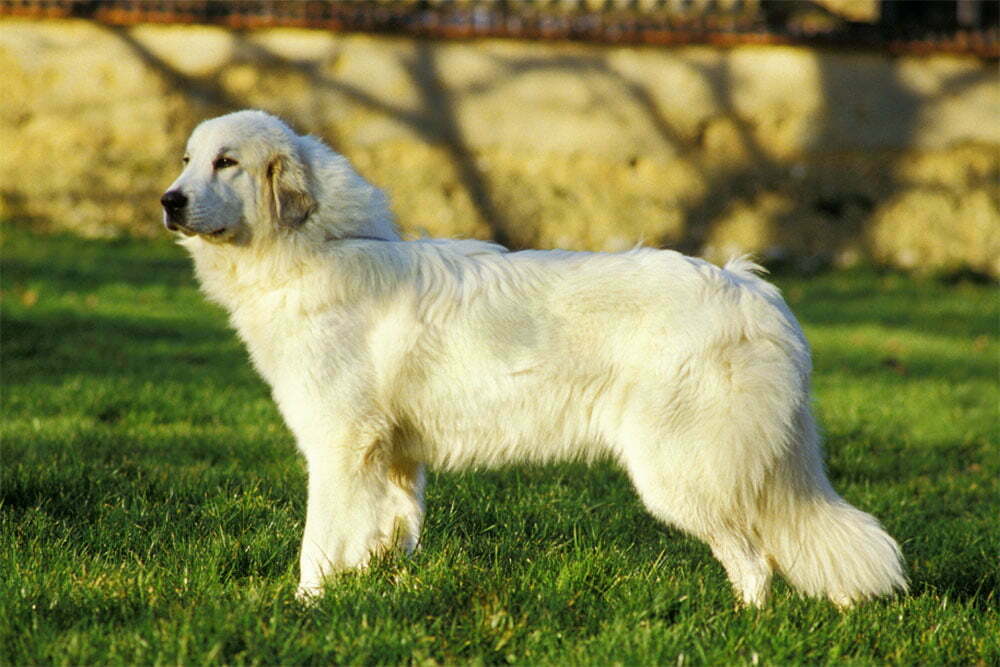 Great pyrenees