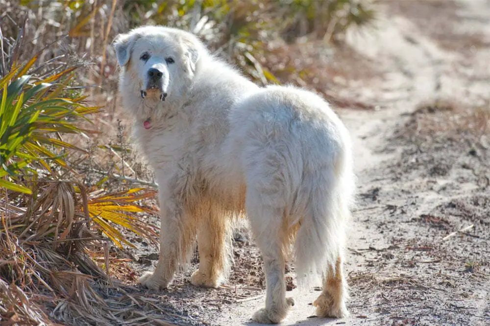 Great pyrenees