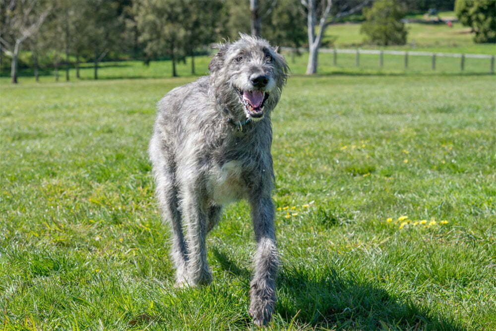 Irish wolfhound the ultimate guide