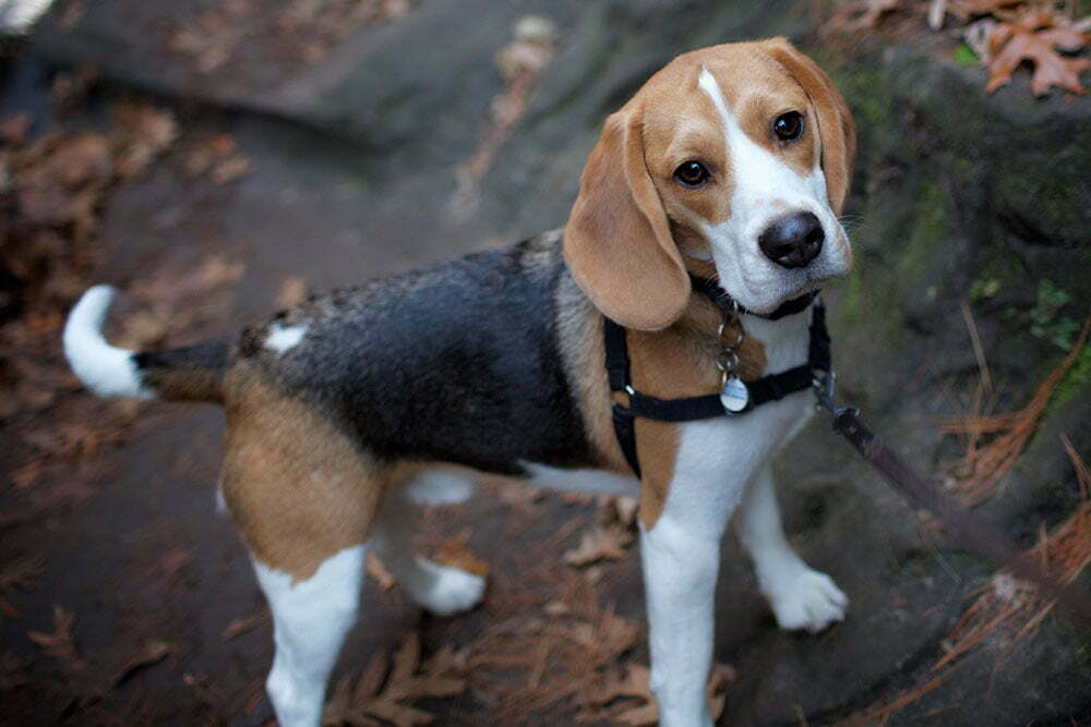 why do beagles hide things