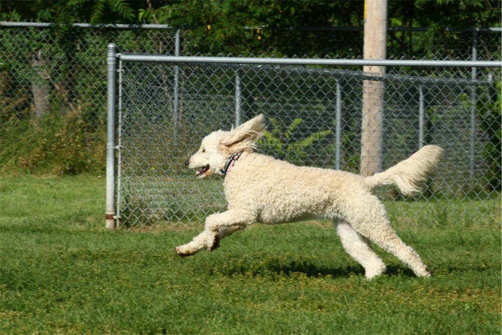 Labradoodle