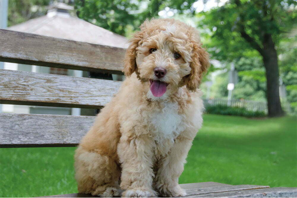 Labradoodle