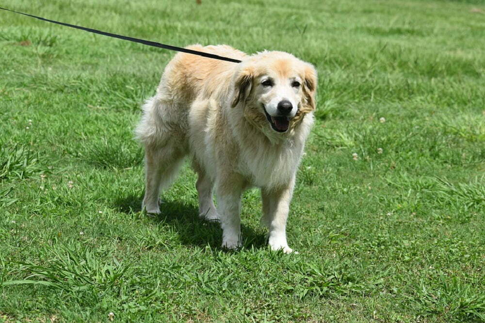 Labrador retriever