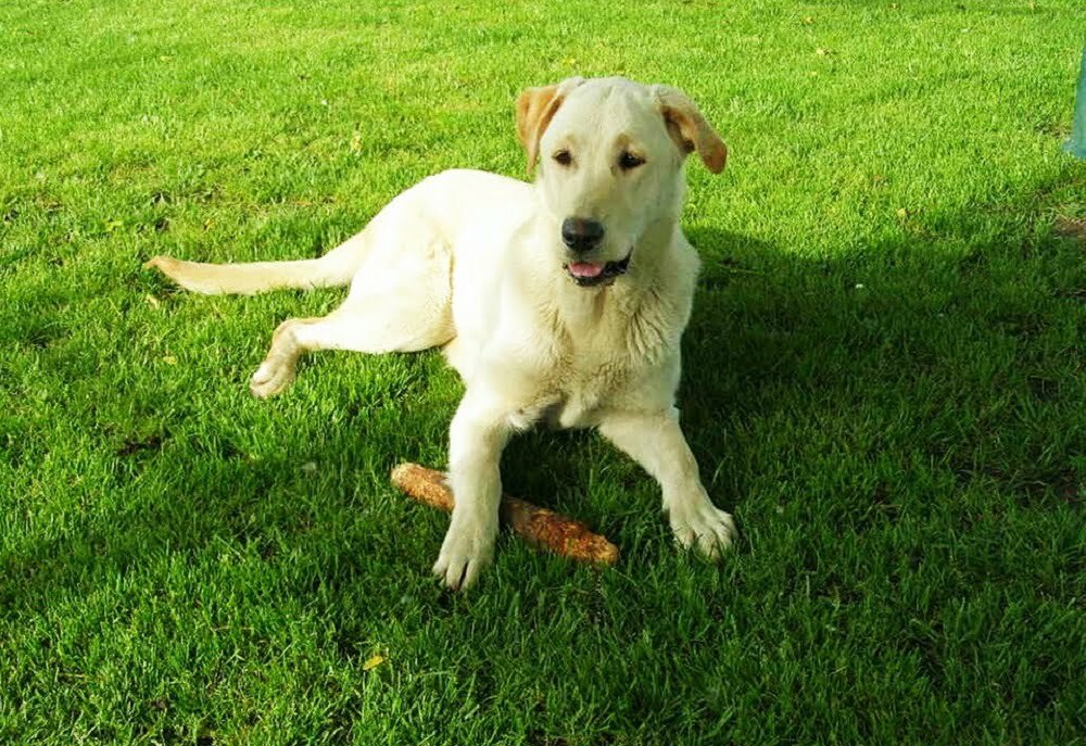 Labrador retriever