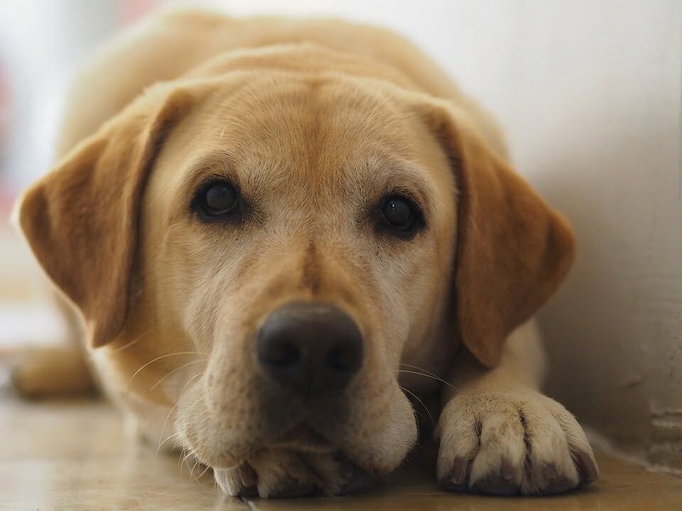 Labrador retriever