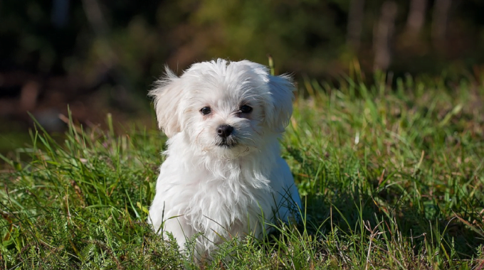 Maltese the ultimate guide