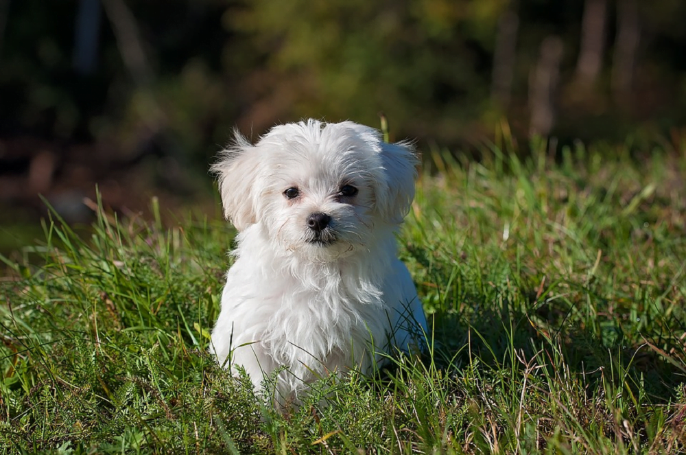 do maltese need to be walked