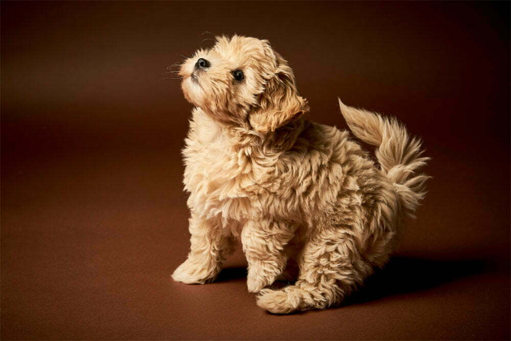 Maltipoo the ultimate guide