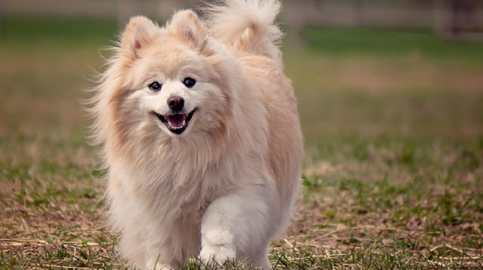 Pomeranians the ultimate guide