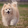Pomeranians the ultimate guide