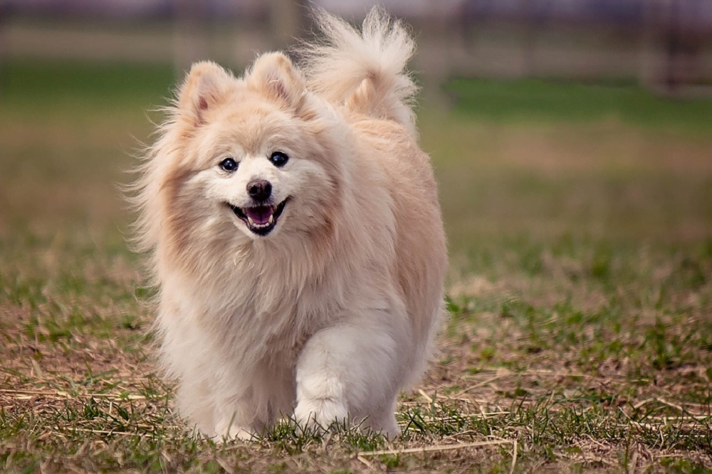 Pomeranians