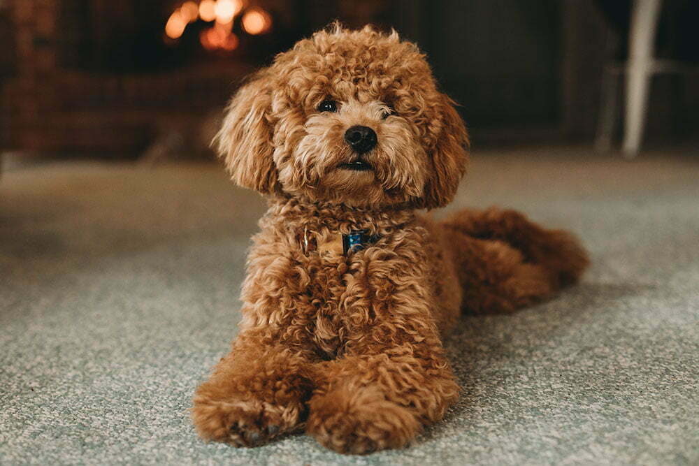 Poodle (standard, miniature or toy)