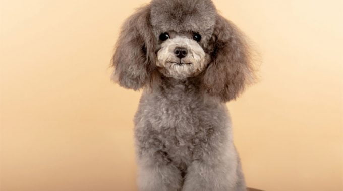 Poodle the ultimate guide