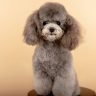 Poodle The Ultimate Guide