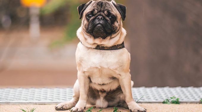 Pug guide